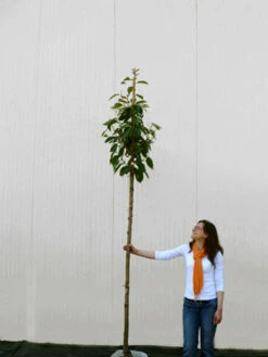 Prunus Serrulata 'Kanzan', Japanische Nelkenkirsche - Hochstamm -Gartenwelt Angebote Store prunus kanzan hochstamm 1280x1280