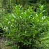 Prunus Laurocerasus 'Caucasica', Kaukasischer Kirschlorbeer