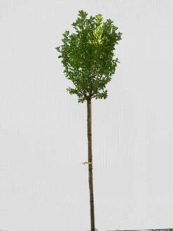 Prunus Padus 'Nana', Kugel-Traubenkirsche - Hochstamm 5 Prunus Padus 'Nana', Kugel-Traubenkirsche - Hochstamm -Gartenwelt Angebote Store prunus padus nana hochstamm 1280x1280