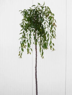 Prunus Serrulata 'Kiku-Shidare-Sakura', Japanische Hänge-Nelkenkirsche - Hochstamm 5 Prunus Serrulata 'Kiku-Shidare-Sakura', Japanische Hänge-Nelkenkirsche - Hochstamm -Gartenwelt Angebote Store prunus shidare zakura 1280x1280