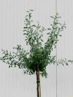 Pyrus Salicifolia 'Pendula', Hängende Silberbirne - Hochstamm -Gartenwelt Angebote Store pyrus salicifolia krone 1280x1280