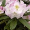 Rhododendron 'Brigitte