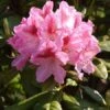 Rhododendron 'Cosmopolitan'