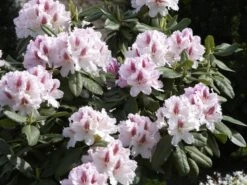 Rhododendron 'Progres' -Gartenwelt Angebote Store rhodo progres 1280x1280