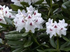 Rhododendron 'Schneeauge' -Gartenwelt Angebote Store rhodo schneeauge 1280x1280