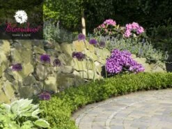 Rhododendron 'Bloombux®' -Gartenwelt Angebote Store rhododendron bloombux 1280x1280