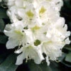 Rhododendron 'Cunningham's White'