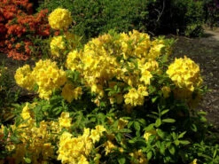 Rhododendron Luteum 'Golden Sunset', Sommergrüne Japanische Gartenazalee 5 Rhododendron Luteum 'Golden Sunset', Sommergrüne Japanische Gartenazalee -Gartenwelt Angebote Store rhododendron golden sunset 1280x1280