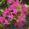 Rhododendron Obtusum 'Kermesina', Wintergrüne Japanische Gartenazalee