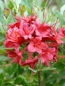 Rhododendron Viscosum 'Millenium', Sommergrüne Japanische Gartenazalee