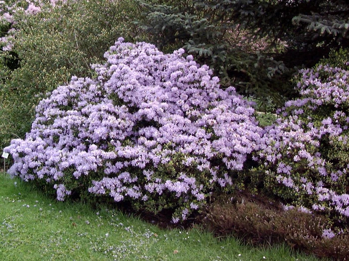 Rhododendron Impeditum 'Moerheim' 2 Rhododendron Impeditum 'Moerheim' – Bild 2