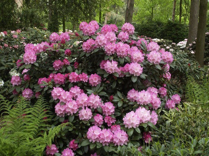 Rhododendron Yak. 'Polaris' INKARHO® 2 Rhododendron Yak. 'Polaris' INKARHO® – Bild 2