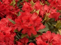Rhododendron 'Vulcane's Fire