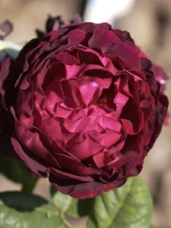 Rose Astrid Gräfin Von Hardenberg ® - Tantau