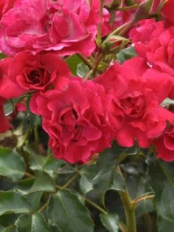 Rosen-Stämmchen Rotilia ® - Kordes