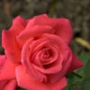 Rose Super Star ® - Tantau
