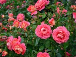 Rose Sommersonne ® - Kordes -Gartenwelt Angebote Store rosen sommersonne 2 1280x1280