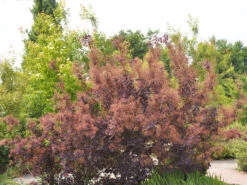 Cotinus Coggygria 'Royal Purple' -Gartenwelt Angebote Store roter perueckenstrauch 1280x1280