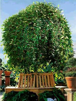 Salix Caprea Pendula, Hängende Kätzchenweide -Gartenwelt Angebote Store s caprea pendula j4 1280x1280