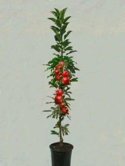 Säulenapfel 'Rondo' ®, Malus Domestica 'Rondo' -Gartenwelt Angebote Store saeulenapfel rondo 1280x1280