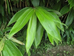 Sasa Palmata 'Nebulosa', Niedriger Großblattbambus -Gartenwelt Angebote Store sasa nebulosa blatt55599ed9154b2 1280x1280