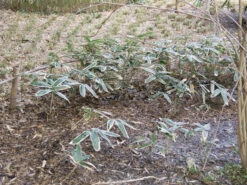 Sasa Veitchii, Breitblättriger Zwergbambus -Gartenwelt Angebote Store sasa veitchii winter 1280x1280