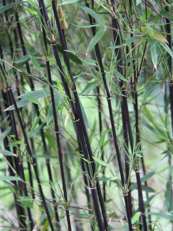 Fargesia Jiuzhaigou 'Deep Purple', Jade Bambus, Rothalmiger Schirm-Bambus 3 Fargesia Jiuzhaigou 'Deep Purple', Jade Bambus, Rothalmiger Schirm-Bambus – Bild 3