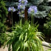 Agapanthus Africanus, Afrikanische Schmucklilie