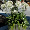 Agapanthus Africanus 'Albus', Weiße Afrikanische Schmucklilie