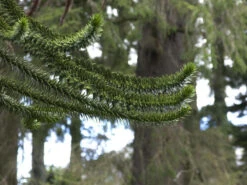 Araucaria Araucana, Chilenische Schmucktanne -Gartenwelt Angebote Store schmucktanne zweige 1280x1280