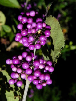 Callicarpa Bodinieri 'Profusion', Liebesperlenstrauch -Gartenwelt Angebote Store schoenfrucht 1280x1280