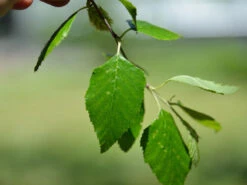 Betula Nigra, Schwarz-Birke - Hochstamm -Gartenwelt Angebote Store schwar birke blatt 1280x1280