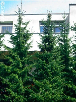 Picea Omorika, Serbische Fichte -Gartenwelt Angebote Store serbische fichte 41310 2 1280x1280