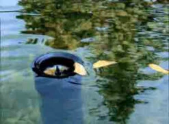 AquaSkim 20 Oberflächenabsauger Von OASE (Art.Nr.51236) -Gartenwelt Angebote Store skimmer j 80861 2 1280x1280