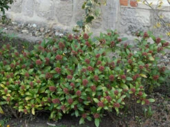 Skimmia Japonica, Frucht-Skimmie -Gartenwelt Angebote Store skimmia japonica 1280x1280