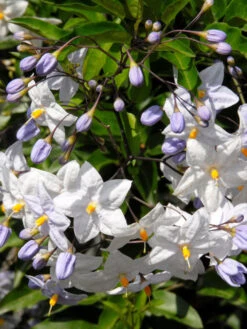 Solanum Jasminoides, Sommerjasmin -Gartenwelt Angebote Store solanum weiss 1280x1280