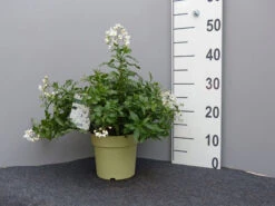 Solanum Jasminoides, Sommerjasmin -Gartenwelt Angebote Store sommer jasmin 1 1280x1280