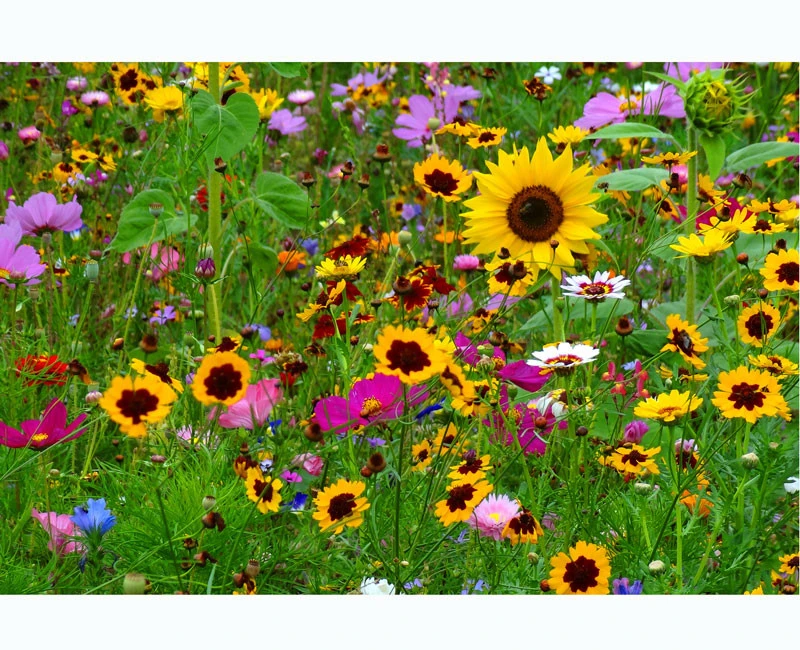 Blumenwiese - Wehretaler Sommertraum 1 Blumenwiese - Wehretaler Sommertraum