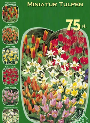 Miniatur-Tulpen Sortiment (Art.Nr. 598224) 1 Miniatur-Tulpen Sortiment (Art.Nr. 598224)