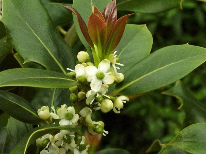 Ilex Aquifolium, Gemeine Stechpalme, Hülse 6 Ilex Aquifolium, Gemeine Stechpalme, Hülse – Bild 6