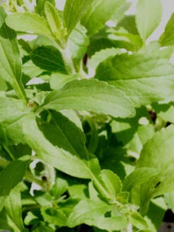 Zuckerblatt, Süßkraut, Süßblatt, Stevia Rebaudiana