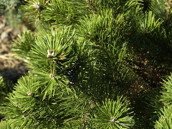 Pinus Mugo 'Gnom', Strauch-Kiefer 2 Pinus Mugo 'Gnom', Strauch-Kiefer – Bild 2