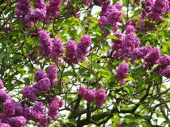 Syringa Vulgaris 'Charles Joly', Edel-Flieder 5 Syringa Vulgaris 'Charles Joly', Edel-Flieder -Gartenwelt Angebote Store syringa charles joly 1280x1280