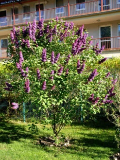 Syringa Vulgaris 'Andenken An Ludwig Späth' -Gartenwelt Angebote Store syringa ludwig spaeth55599f4a6ec44 1280x1280