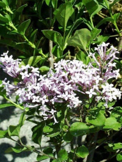 Syringa Meyeri 'Palibin', Zwerg-Duftflieder