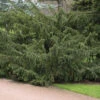 Taxus Baccata 'Dovastoniana', Adlerschwingen-Eibe