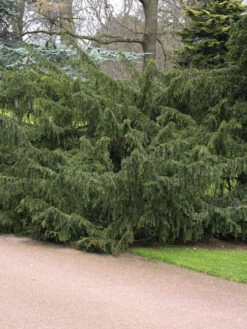 Taxus Baccata 'Dovastoniana', Adlerschwingen-Eibe