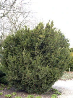 Taxus Media 'Hicksii', Becher-Eibe -Gartenwelt Angebote Store taxus hicksii 1280x1280