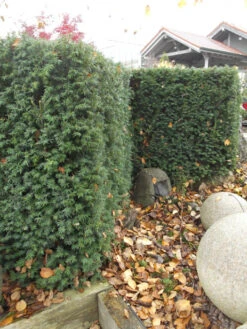 Taxus Media 'Hillii', Männliche Becher-Eibe -Gartenwelt Angebote Store taxus hillii pflanze55599f2c60b6a 1280x1280