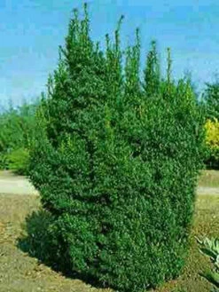 Taxus Baccata 'Overeynderi' -Gartenwelt Angebote Store taxus overeynderi k55599b6ed770e 1280x1280